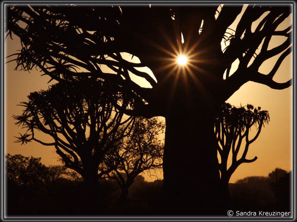 sa5.jpg - Namibia; Köcherbaumwald; Quivertree Forest; Sunset; Landschaft; Landscape; Südafrika; Sonnenuntergang, Sunrise