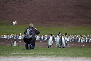 Königspinguine