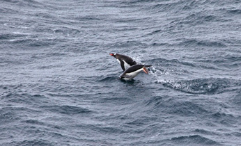 Fliegende Pinguine